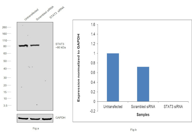 STAT3 Antibody