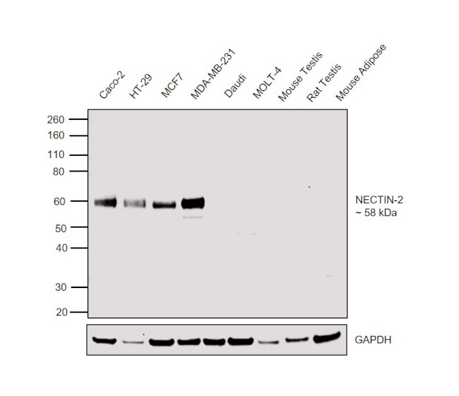 Nectin 2 Antibody