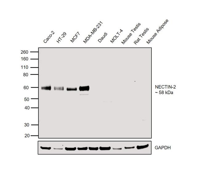 Nectin 2 Antibody in Western Blot (WB)