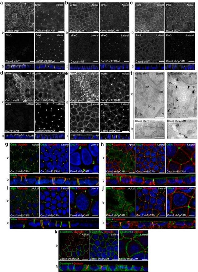 PAR3 Antibody in Immunocytochemistry (ICC/IF)