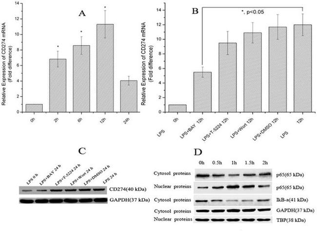 CD274 (PD-L1, B7-H1) Antibody in Western Blot (WB)