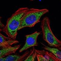 PDK1 Antibody in Immunocytochemistry (ICC/IF)