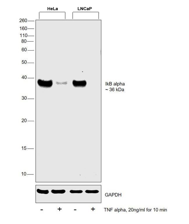 Human TNF-alpha Protein in Functional Assay (Functional)