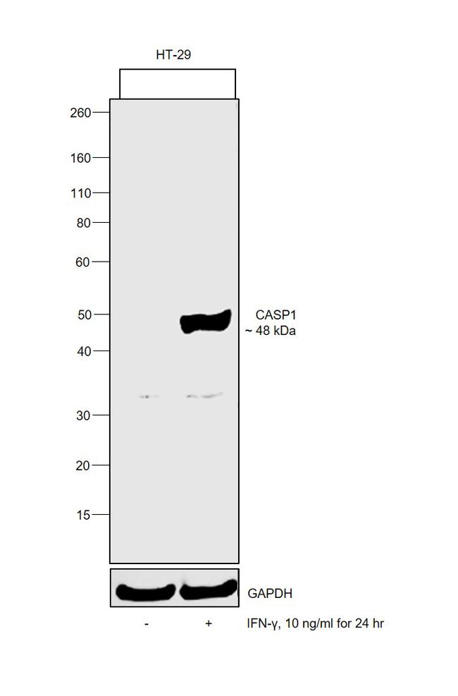 Human IFN-gamma Protein in Functional Assay (Functional)