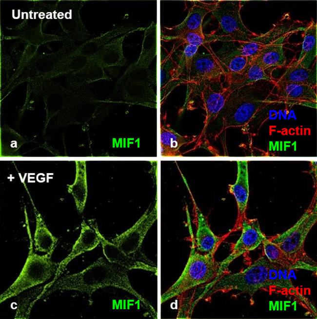 Human VEGF-165 Protein in Functional Assay (Functional)