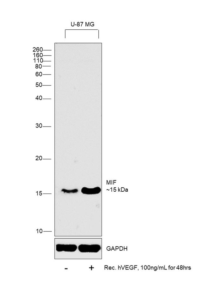 Human VEGF-165 Protein in Functional Assay (Functional)