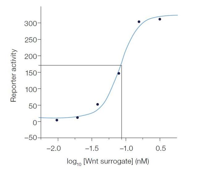 Wnt Surrogate-Fc Fusion Protein in Functional Assay (Functional)