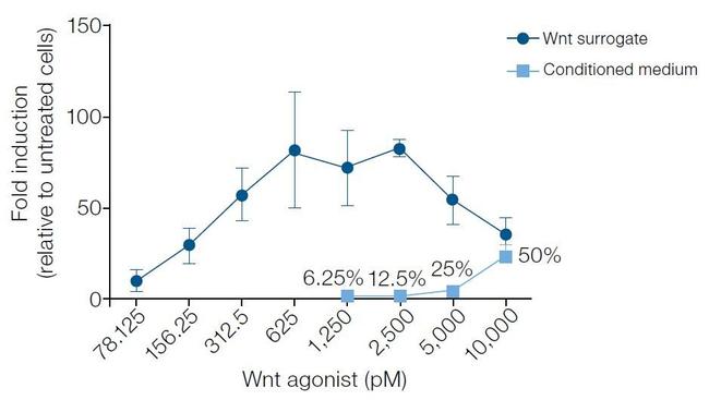 Wnt Surrogate-Fc Fusion Protein in Functional Assay (Functional)