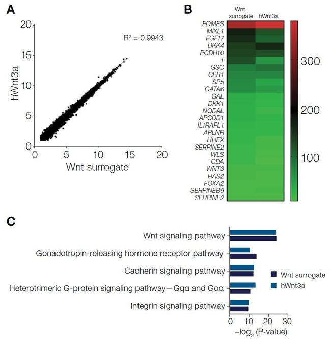 Wnt Surrogate-Fc Fusion Protein in Functional Assay (Functional)