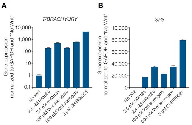 Wnt Surrogate-Fc Fusion Protein in Functional Assay (Functional)