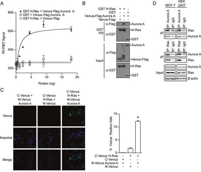 Pan Ras Antibody in Immunoprecipitation (IP)