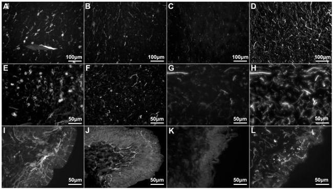 Parvalbumin Antibody in Immunohistochemistry (IHC)