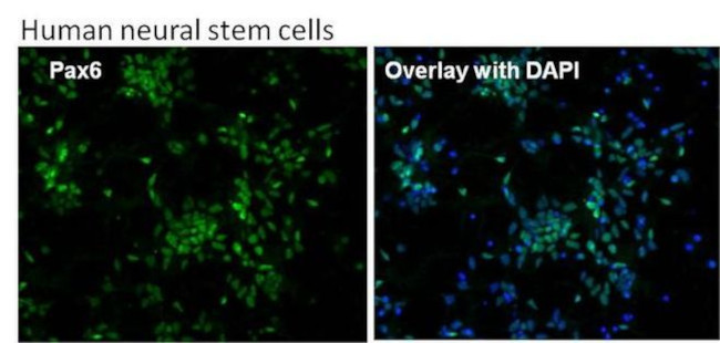 PAX6 Antibody in Immunocytochemistry (ICC/IF)