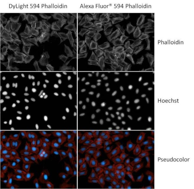 Phalloidin Control in Immunocytochemistry (ICC/IF)