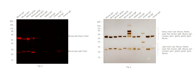 Mouse IgG (H+L) Secondary Antibody in Western Blot (WB)