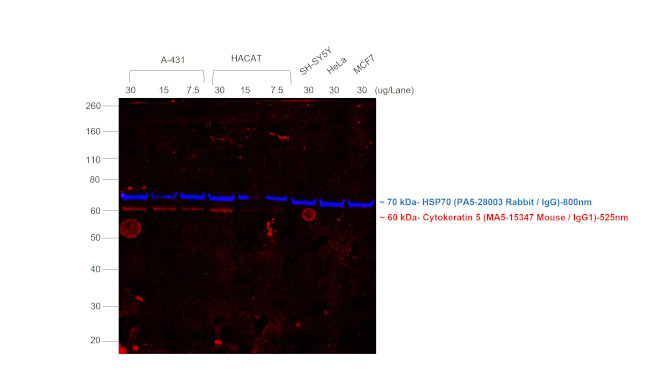 Mouse IgG (H+L) Secondary Antibody in Western Blot (WB)