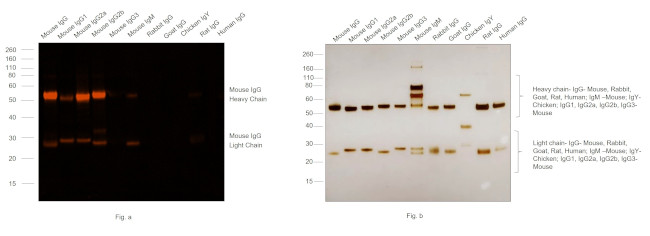 Mouse IgG (H+L) Secondary Antibody in Western Blot (WB)