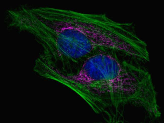 Mouse IgG (H+L) Secondary Antibody in Immunocytochemistry (ICC/IF)