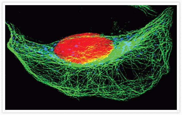 Mouse IgG (H+L) Secondary Antibody in Immunocytochemistry (ICC/IF)