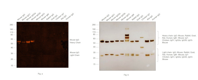 Mouse IgG (H+L) Secondary Antibody