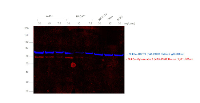 Mouse IgG (H+L) Secondary Antibody in Western Blot (WB)