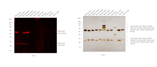 Mouse IgG (H+L) Secondary Antibody in Western Blot (WB)