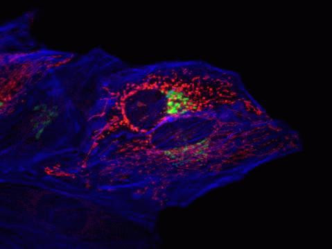 TagRFP Antibody in Immunocytochemistry (ICC/IF)