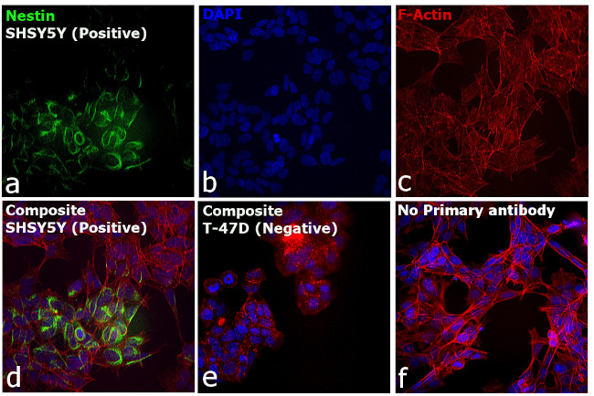 Mouse IgG (H+L) Secondary Antibody in Immunocytochemistry (ICC/IF)