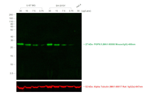 Mouse IgG (H+L) Secondary Antibody in Western Blot (WB)