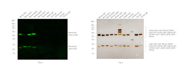 Mouse IgG (H+L) Secondary Antibody in Western Blot (WB)