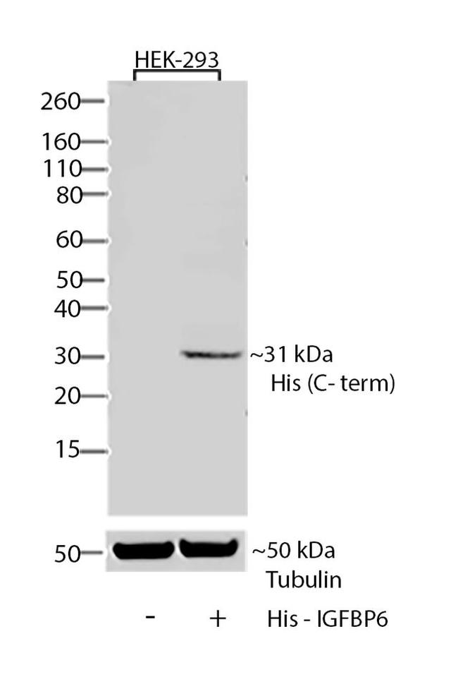 6x-His Tag Antibody in Western Blot (WB)