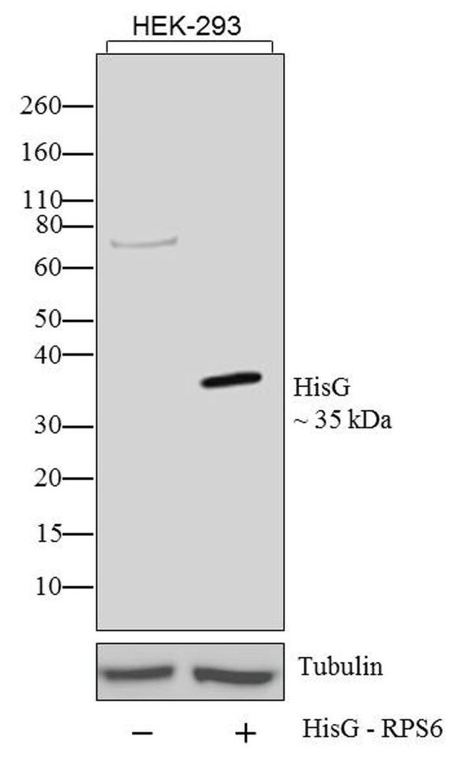 HisG Epitope Tag Antibody in Western Blot (WB)