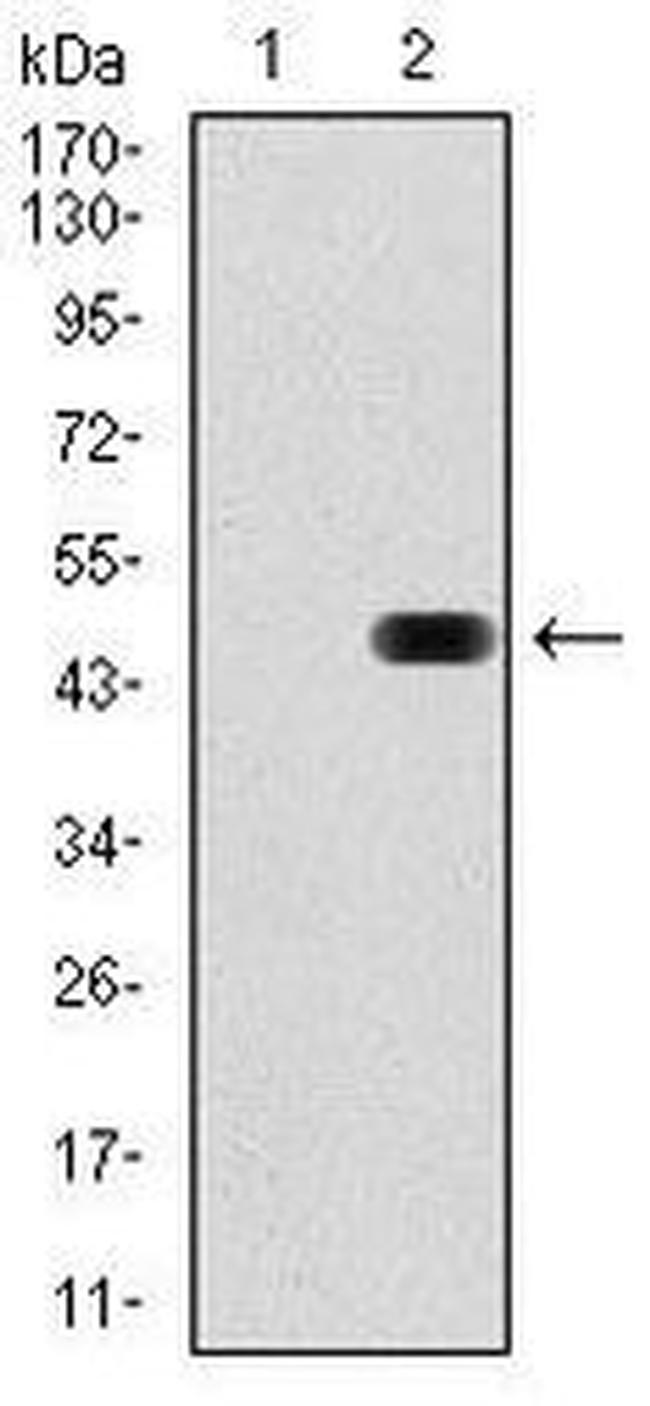 RAP1A Antibody in Western Blot (WB)