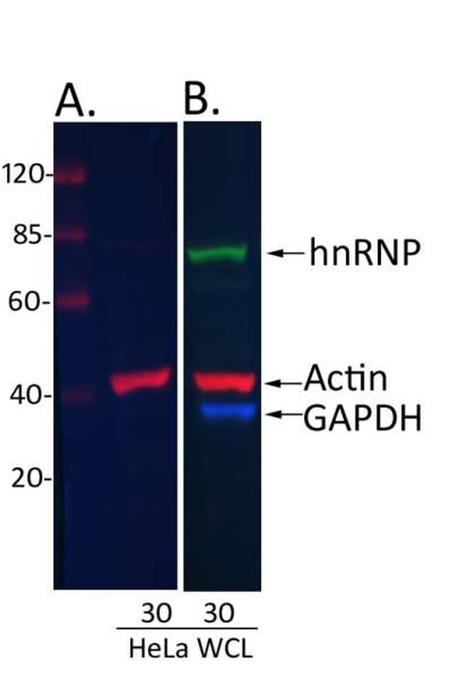 Rabbit IgG (H+L) Cross-Adsorbed Secondary Antibody in Western Blot (WB)