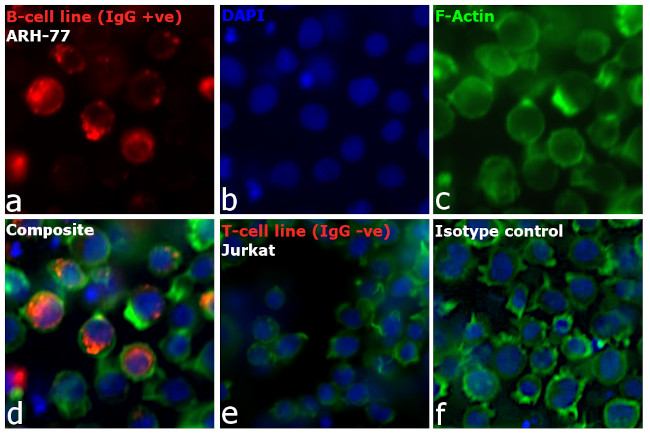 Human IgG Fc Cross-Adsorbed Secondary Antibody in Immunocytochemistry (ICC/IF)