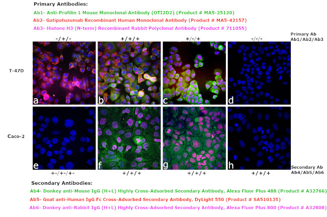 Human IgG Fc Cross-Adsorbed Secondary Antibody