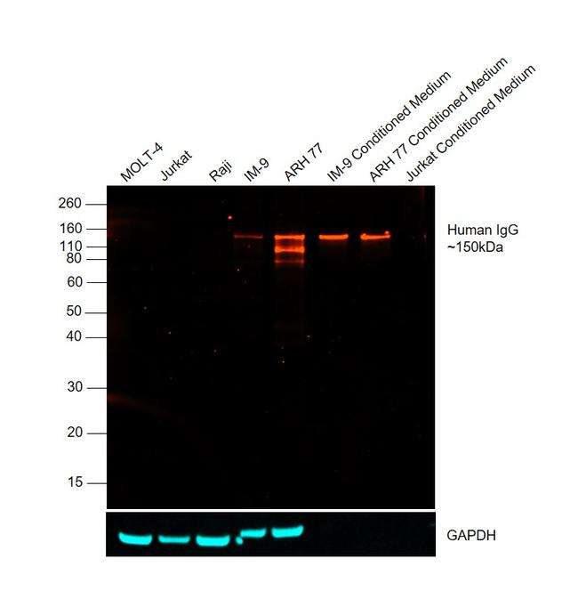 Human IgG Fc Cross-Adsorbed Secondary Antibody in Western Blot (WB)