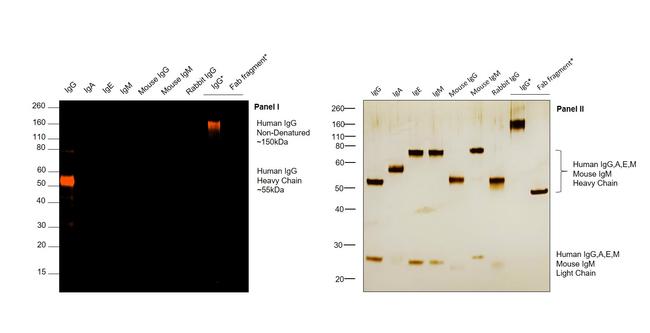 Human IgG Fc Cross-Adsorbed Secondary Antibody in Western Blot (WB)