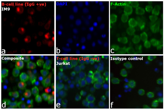 Human IgG Fc Cross-Adsorbed Secondary Antibody in Immunocytochemistry (ICC/IF)