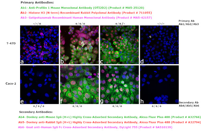 Human IgG Fc Cross-Adsorbed Secondary Antibody