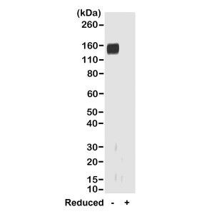 Rabbit IgG Fab Secondary Antibody in Western Blot (WB)