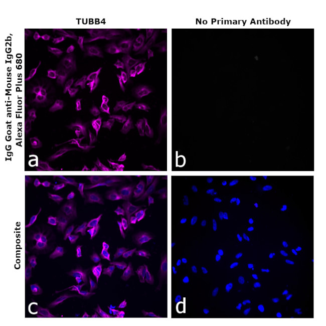 Mouse IgG2b Secondary Antibody in Immunocytochemistry (ICC/IF)