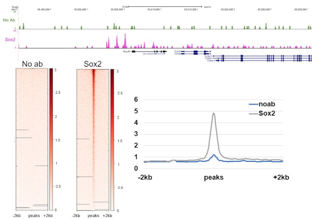 SOX2 Antibody in CUT&RUN (C&R)