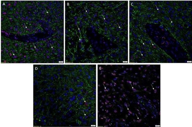 SOX2 Antibody in Immunohistochemistry (Paraffin) (IHC (P))