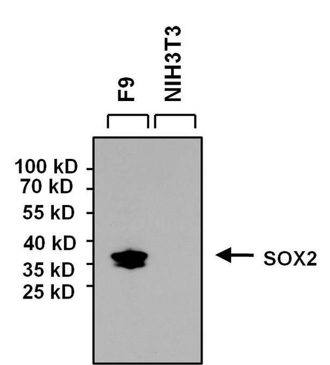 SOX2 Antibody in Western Blot (WB)