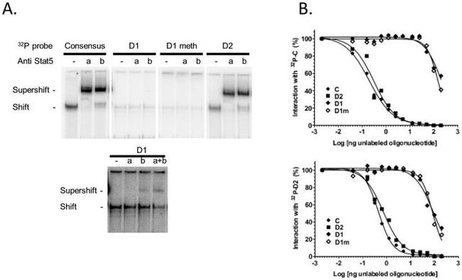 STAT5 beta Antibody in Gel Shift (GS)