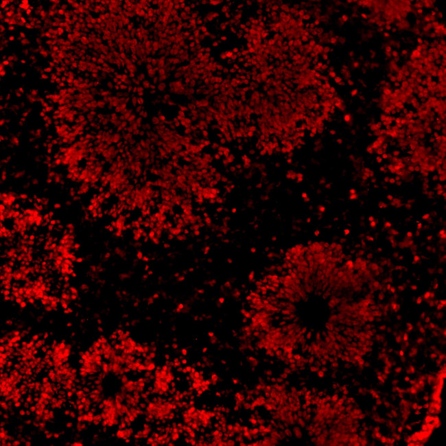 SOX2 Antibody in Immunohistochemistry (Frozen) (IHC (F))