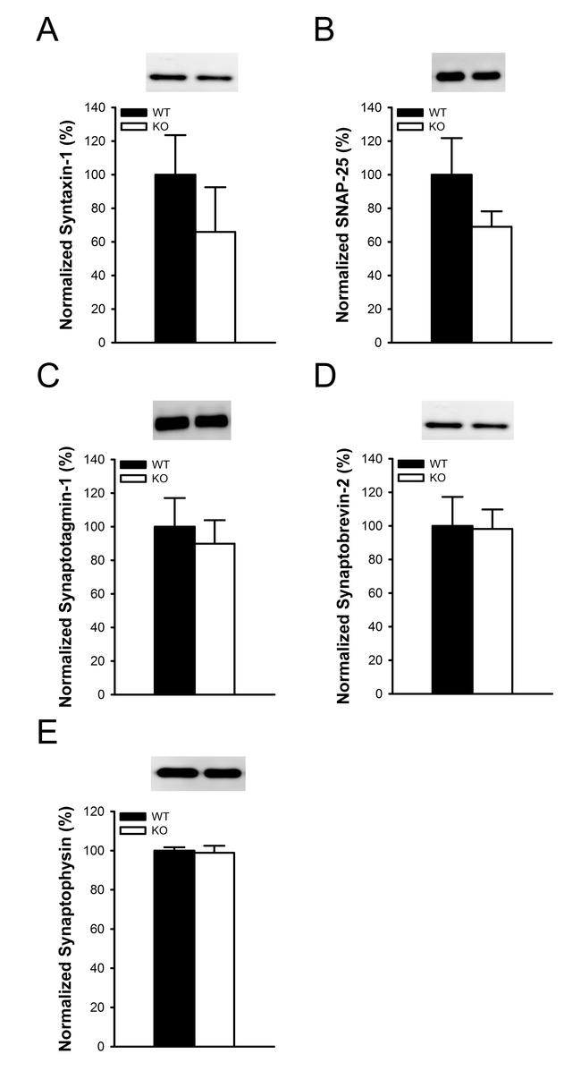 Synaptophysin Antibody in Western Blot (WB)