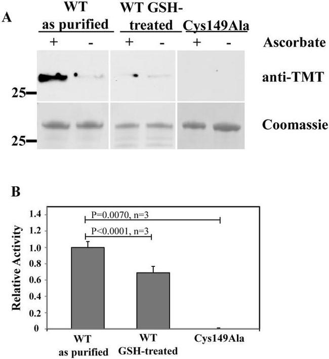 TMT Antibody in Western Blot (WB)