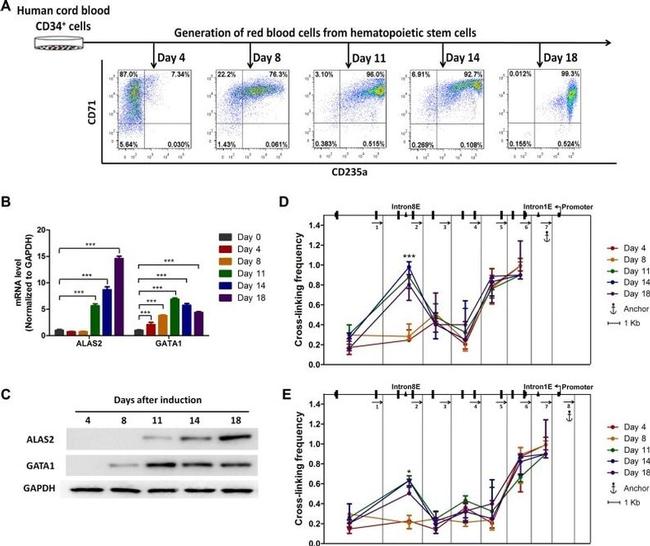 CD71 (Transferrin Receptor) Antibody in Flow Cytometry (Flow)